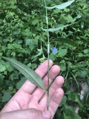 Commelina erecta erecta