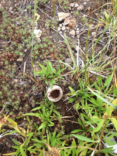 iNaturalist observation photo of puffballs