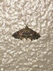 Hymeniini