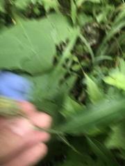 Commelina erecta erecta