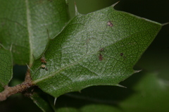 Quercus coccifera coccifera