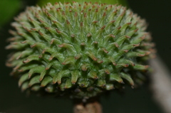 Quercus coccifera coccifera