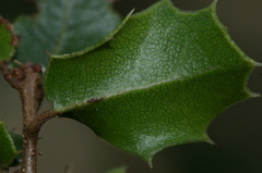 Quercus coccifera coccifera