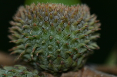 Quercus coccifera coccifera