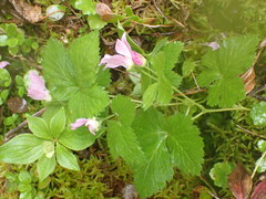 Rubus arcticus acaulis