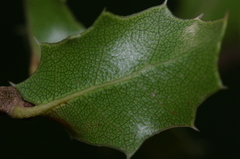 Quercus coccifera coccifera