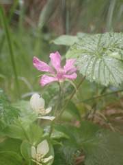 Rubus arcticus acaulis