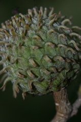 Quercus coccifera coccifera