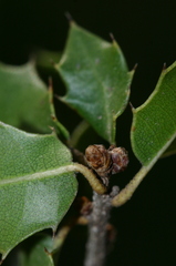Quercus coccifera coccifera