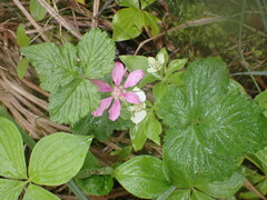 Rubus arcticus acaulis