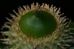 Quercus coccifera coccifera