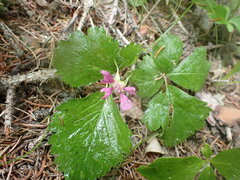 Rubus arcticus acaulis