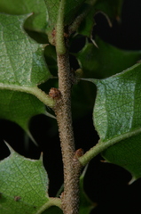 Quercus coccifera coccifera