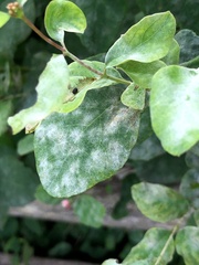 Erysiphe symphoricarpi