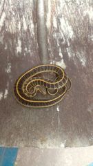 Thamnophis scalaris