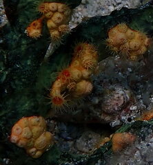 Parazoanthus swiftii
