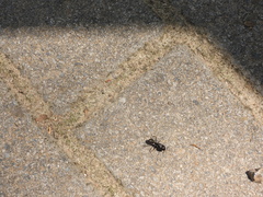 Camponotus japonicus