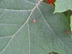 Leiobunum aldrichi