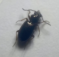 Bembidion lampros