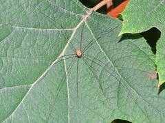 Leiobunum aldrichi