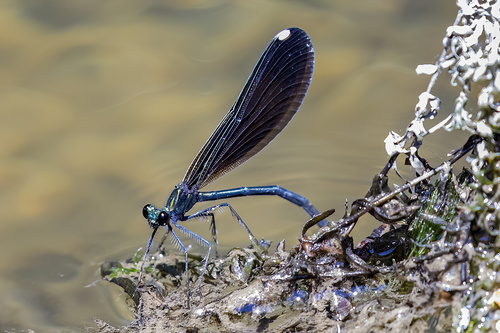 Ebony Jewelwing, photo 2 of 9