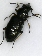 Bembidion lampros
