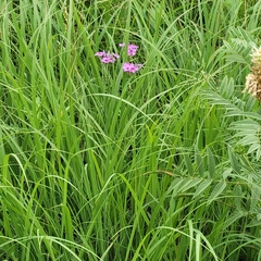 Phlox pilosa pilosa