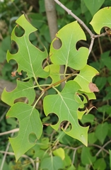 Syringa vulgaris
