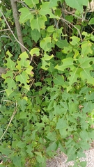 Syringa vulgaris