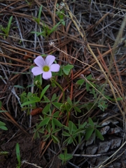 Oxalis alpina