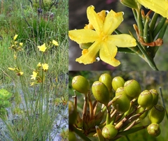 Bobartia longicyma