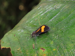Dioptinae