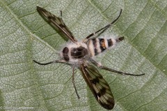 Furia ithacensis