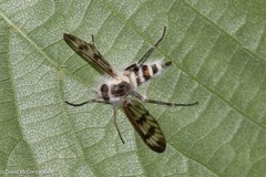 Furia ithacensis