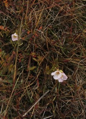 Cardamine digitata