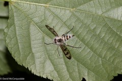 Furia ithacensis