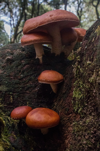 Lentinula boryana