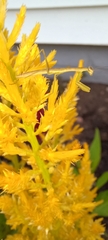 Tenodera sinensis