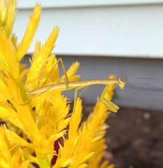 Tenodera sinensis
