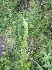 Platanthera stricta