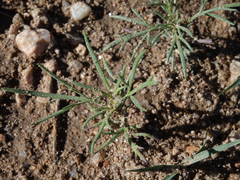 Picradeniopsis multiflora