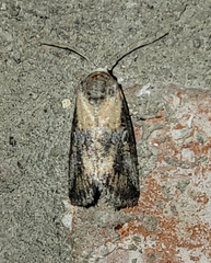 Aleptina inca