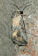 Aleptina inca