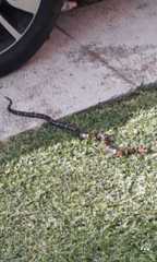 Lampropeltis polyzona