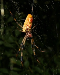 Trichonephila clavipes image