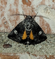 Copanarta aurea