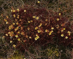 Saxifraga hirculus