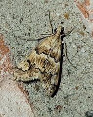 Noctueliopsis brunnealis
