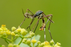 Toxorhynchites splendens