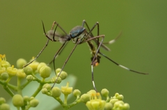 Toxorhynchites splendens